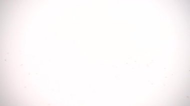 Beyaz arka planda suya çilek düşmesi. Yavaş çekim.