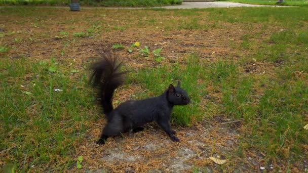 加拿大多伦多的黑色素性东方灰松鼠 多伦多的黑松鼠就是适应性强的抒情诗的一个例子 松鼠的毛色更黑 伪装得也更好 — 图库视频影像