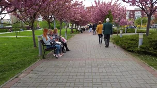 Lviv Ucrânia Maio 2022 Flores Cor Rosa Nas Árvores Floração — Vídeo de Stock