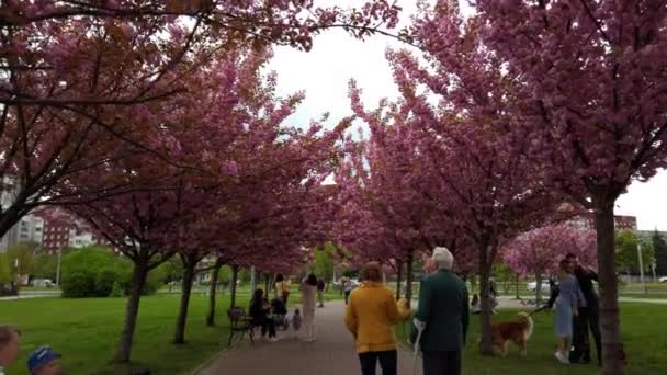 Lviv Ucrânia Maio 2022 Flores Cor Rosa Nas Árvores Floração — Vídeo de Stock