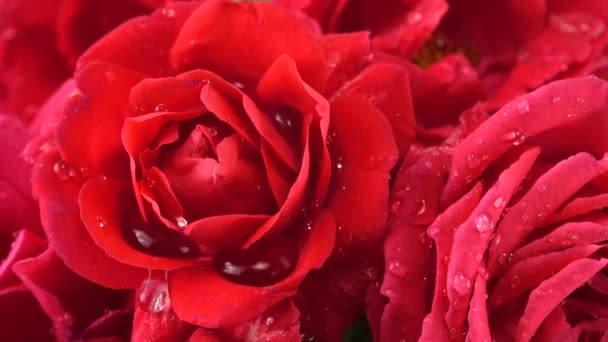 Fallende Wassertropfen Auf Die Knospen Roter Rosen — Stockvideo