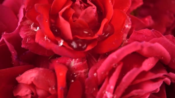 Cadute Gocce Acqua Sulle Gemme Rose Rosse — Video Stock