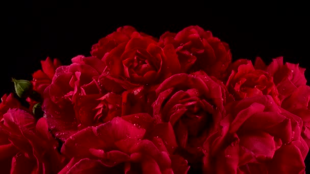 Fallende Wassertropfen Auf Die Knospen Roter Rosen Schießen Auf Schwarzem — Stockvideo