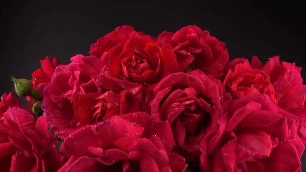 Falling Drops Water Buds Red Roses Shooting Black Background — Stock Video