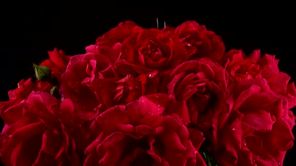 Fallende Wassertropfen Auf Die Knospen Roter Rosen Schießen Auf Schwarzem — Stockvideo