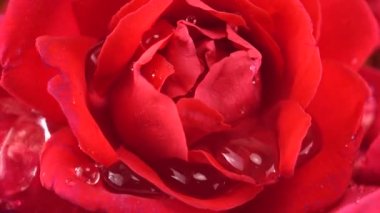 Kırmızı güllerin tomurcuklarına düşen su damlaları.