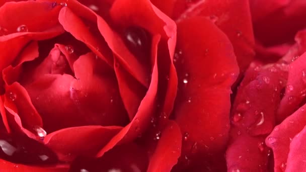 Caída Gotas Agua Los Brotes Rosas Rojas — Vídeos de Stock