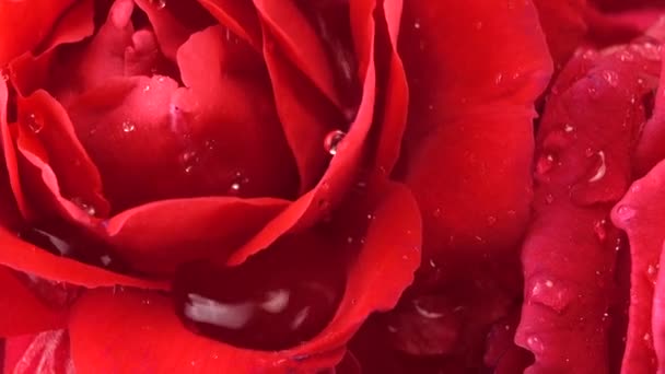 Fallende Wassertropfen Auf Die Knospen Roter Rosen — Stockvideo