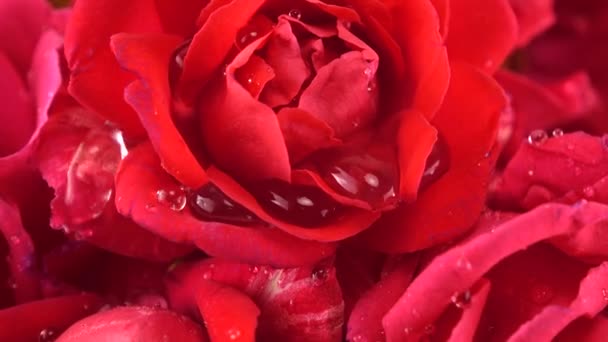 红玫瑰花蕾上的水滴 — 图库视频影像