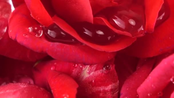 Падіння Крапель Води Бутонах Червоних Троянд — стокове відео