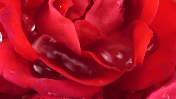 Caída Gotas Agua Los Brotes Rosas Rojas — Vídeos de Stock