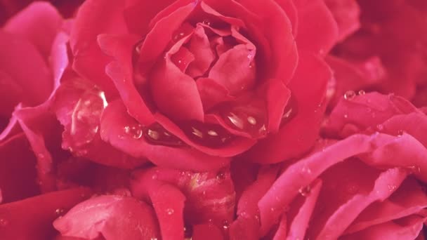 Падение Капель Воды Почки Красных Роз — стоковое видео