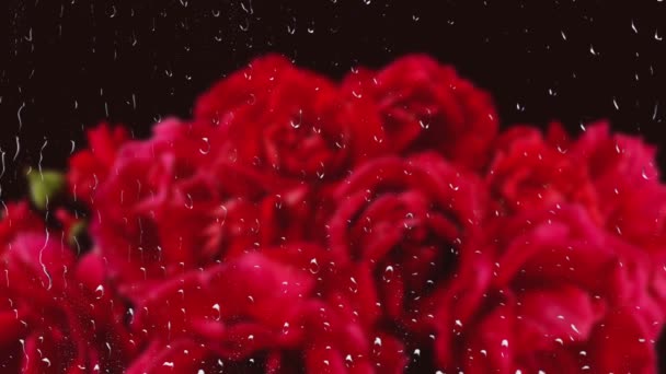 Падение Капель Воды Почки Красных Роз Дождь Окном Капли Воды — стоковое видео