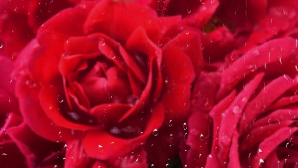 Padající Kapky Vody Pupeny Rudých Růží Déšť Venku Oknem Kapky — Stock video