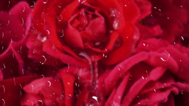 Cadendo Gocce Acqua Sui Boccioli Rose Rosse Pioggia Fuori Dalla — Video Stock