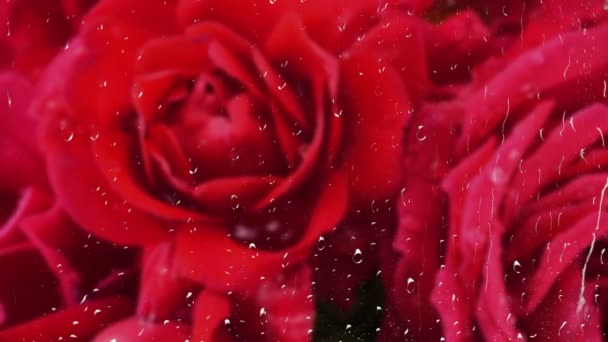 Falling Drops Water Buds Red Roses Rain Window Drops Water — Stock Video