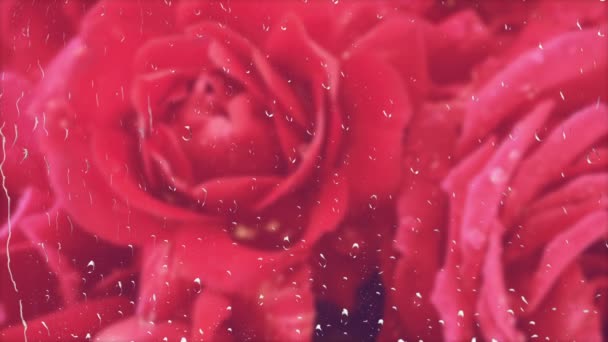 Falling Drops Water Buds Red Roses Rain Window Drops Water — Stock Video
