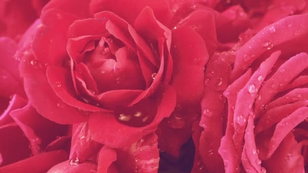 Πτώση Σταγόνων Νερού Στα Μπουμπούκια Των Κόκκινων Τριαντάφυλλων — Αρχείο Βίντεο