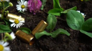 5 mm 'lik bir tabancanın kovanı yere ve papatya çiçeğine düşmüş. Yavaş çekim.