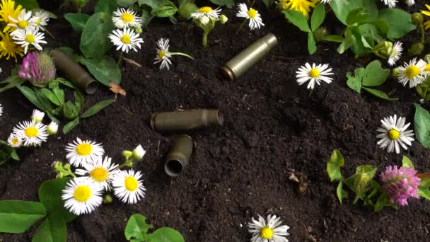 Bullet Casings Fall Ground Chamomile Flowers — Stock Video