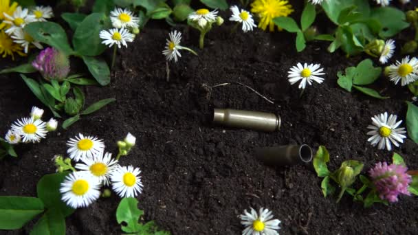 Bullet Casings Fall Ground Chamomile Flowers Slow Motion — Stockvideo