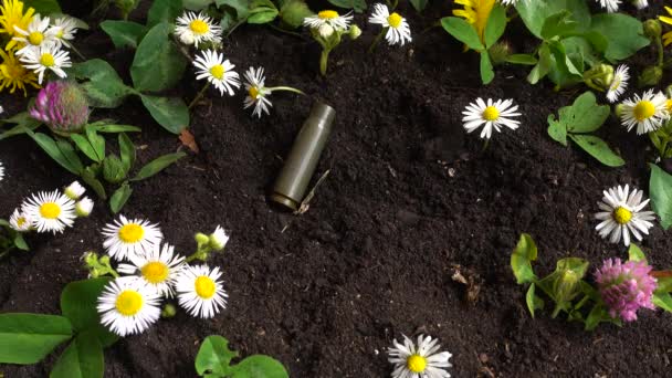 Bullet Casings Fall Ground Chamomile Flowers — Stockvideo