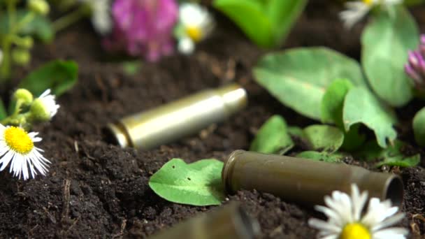 Kogelhulzen Vallen Grond Kamillebloemen Langzame Beweging — Stockvideo