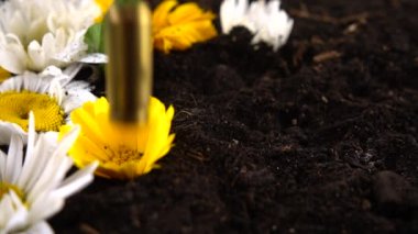 5 mm 'lik bir tabancanın kovanı yere ve papatya çiçeğine düşmüş. Yavaş çekim.