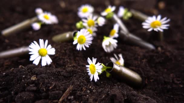 Daisy Virágok Hullanak Földre Golyóálló Hüvelyek Lassú Mozgás — Stock videók