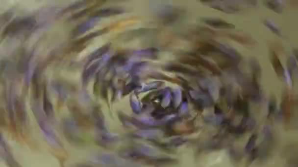 Fresh Lavender Flower Tea Brewed Cup Hot Water — Stockvideo