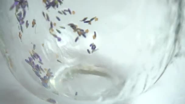 Brewing Tea Fresh Lavender Flowers White Background Stream Boiling Water — Stockvideo