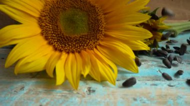 Sunflower, sunflower oil on blue vintage wooden table top and falling sunflower seeds on it. Slow motion.