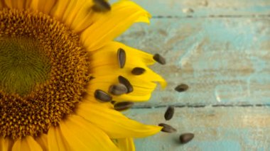 Sunflower seeds falling on blue vintage wooden table top and sunflower disc. Slow motion.