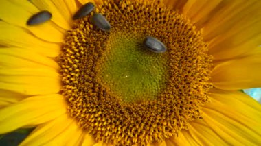 Ayçiçeği diskine düşen ayçekirdeği. Yavaş çekim.