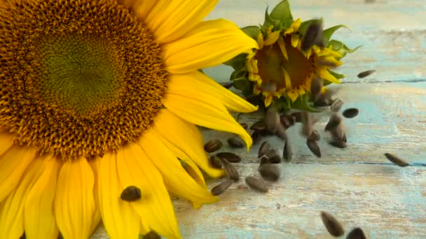 Sunflower Disc Blue Vintage Wooden Table Top Falling Sunflower Seeds — Vídeos de Stock