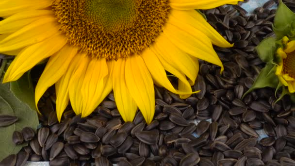 Disco Fresco Del Girasol Sobre Las Semillas Girasol — Vídeo de stock