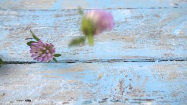 Taze yonca çiçekleri, klasik açık mavi ahşap masa üstüne düşer. Yavaş çekim.