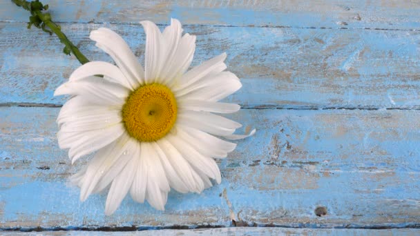 Kwiat Rumianku Spadające Płatki Jasnoniebieskim Vintage Drewnianym Tle Temat Letni — Wideo stockowe