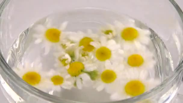 Brewing Herbal Tea Chamomile Transparent Cup — Video Stock