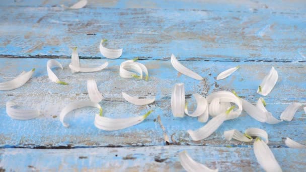 White Chamomile Petals Drops Light Blue Vintage Wooden Background Summer — Video