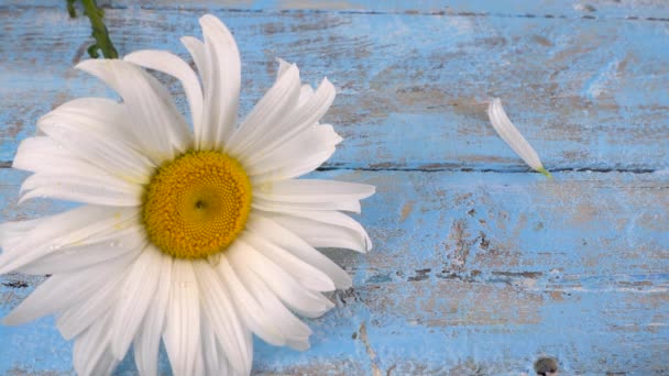 Papatya Çiçeği Açık Mavi Renkli Ahşap Arka Planda Düşen Yapraklar — Stok video