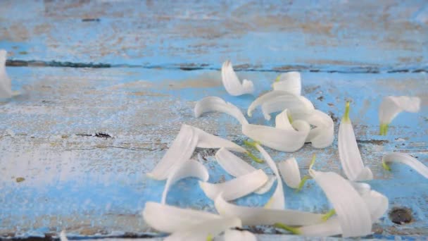 White Chamomile Petals Drops Light Blue Vintage Wooden Background Summer — Video