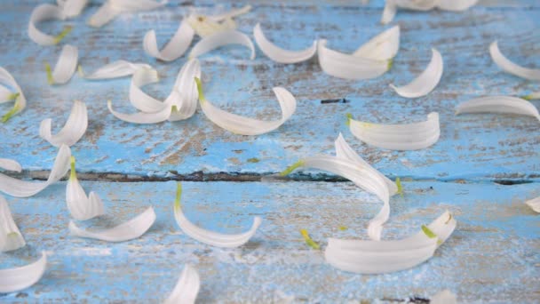 Pétales Camomille Blanche Sur Fond Bois Vintage Bleu Clair Thème — Video