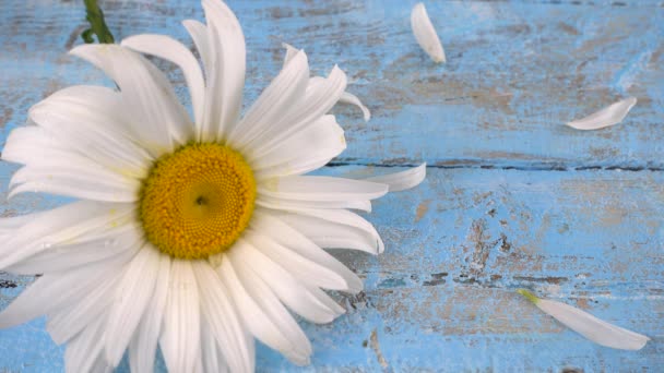 Fleur Camomille Pétales Tombants Sur Fond Bois Vintage Bleu Clair — Video