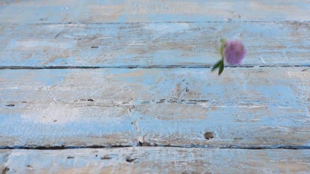 Fresh Flowers Clover Drops Vintage Light Blue Wooden Tabletop Slow — Stock videók