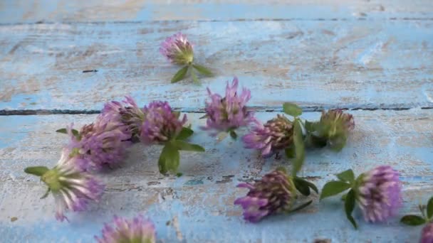 Fresh Flowers Clover Drops Vintage Light Blue Wooden Tabletop Slow — Vídeo de Stock