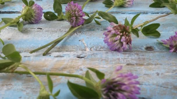 Fresh Flowers Clover Vintage Light Blue Wooden Tabletop — Stok video
