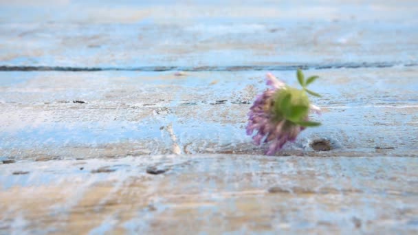 Fresh Flowers Clover Drops Vintage Light Blue Wooden Tabletop Slow — Vídeo de stock