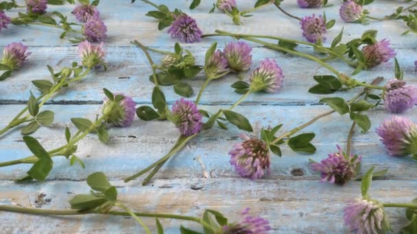 Fresh Flowers Clover Vintage Light Blue Wooden Tabletop — Stock videók