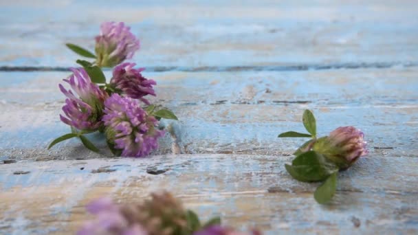 Fresh Flowers Clover Drops Vintage Light Blue Wooden Tabletop Slow — Stockvideo